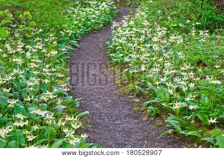 Pathway of white fawn lily flowers in meadow. Species name is erythronium oregonum