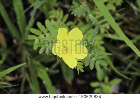 The yellow flowers that grow naturally. When found make a beautiful sight as much.