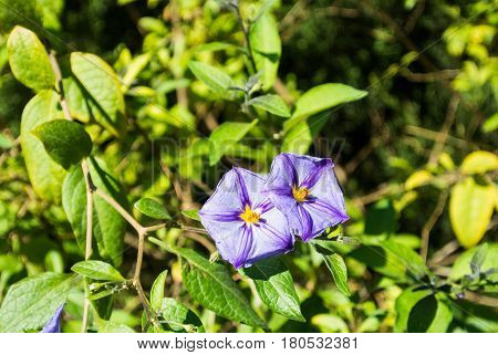 A background with close-up of green foliage and two violet flowers of blue potato bush (Lycianthes rantonnetii) at the park of Valencia Spain.