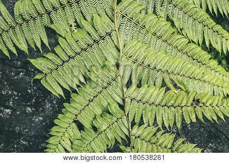 green fresh branch of tropical fern plant