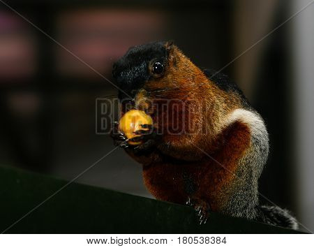 Squirrel eats fruit with a large plan
