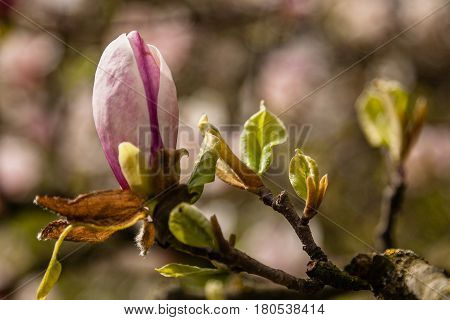 Spring blooming magnolia of white and pink color