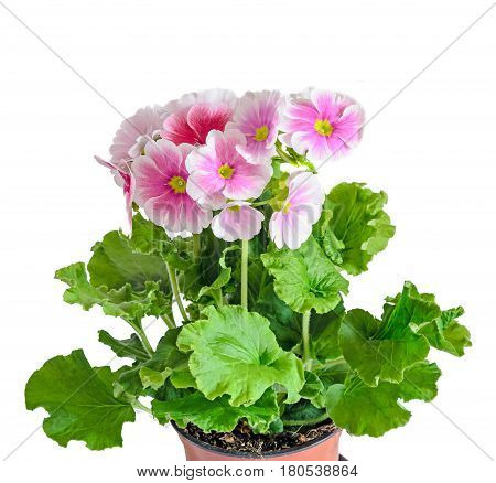 Primula Obconica Touch Me, Pink With White Flowers, Green Leaves, Close Up, White Background