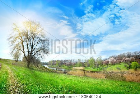 Tree and lake in the afternoon on a background of blue sky
