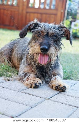 Close-up photo of little dog breed Wirehaired Dachshund selective focus