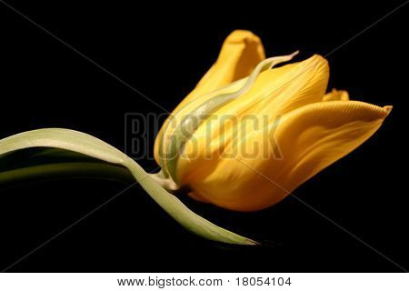Primavera: Un singolo stelo del tulipano giallo su sfondo nero