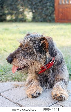 Close-up photo of little dog breed Wirehaired Dachshund selective focus
