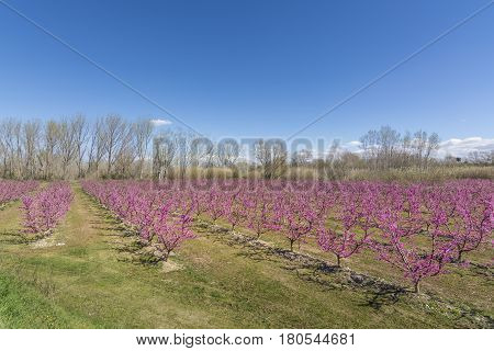 Blossoming peach tree in Aitona, a beautiful town in Catalonia, Spain. Flowers sprout during the spring and the landscape is transformed. The fields flowered transmit sensations positive and of hope.