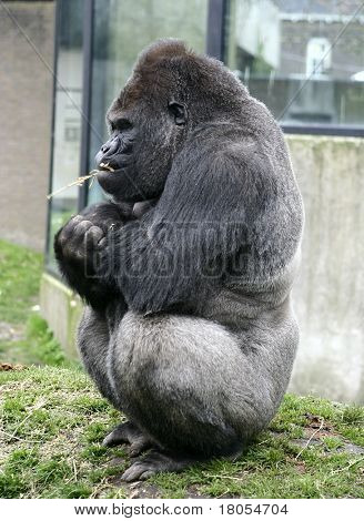 Sidder temmelig: en kvindelig gorilla oppe på en høj nyder nogle tørre strå