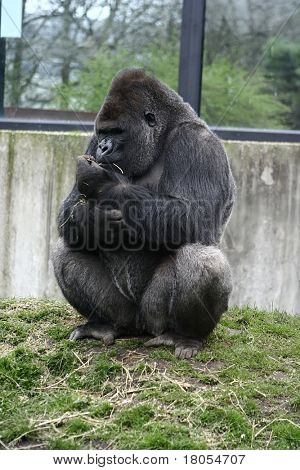 Sidder temmelig: en kvindelig gorilla oppe på en høj nyder nogle tørre strå