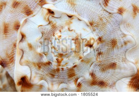 Shell