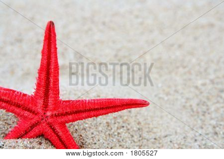 Estrela do mar