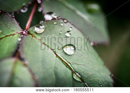 Macro water drops on a leaf during rainy day