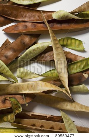 Collection of fresh and dry acacia seedpods