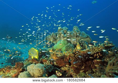 Colorful Coral Reef against Blue Water. Dampier Strait Raja Ampat Indonesia