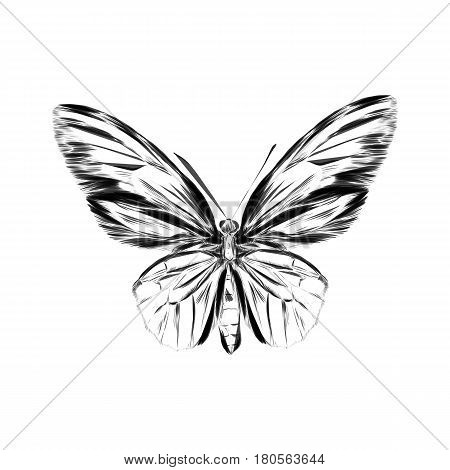 Black Logotype Of Butterfly Isolated On White Background. Vector Illustration