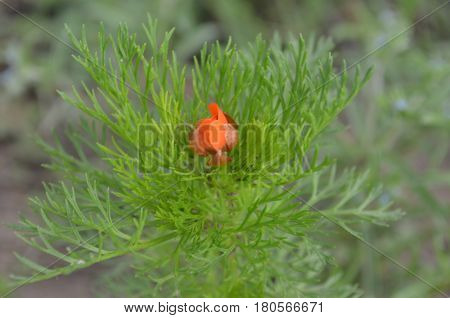 A harmonious red flower among the greens