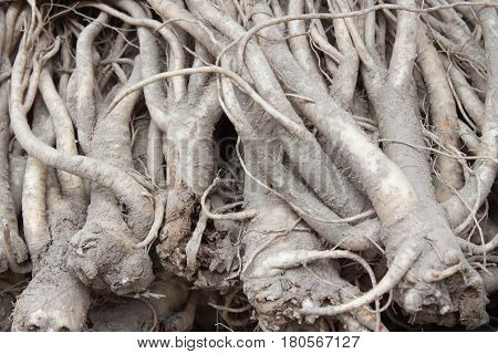 The closeup of ginseng background in the market