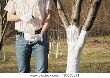 Spring Protection Of Fruit Trees In The Garden