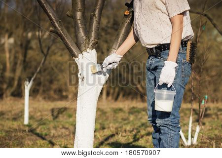 Spring Protection Of Fruit Trees In The Garden