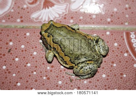 Kaloula is a genus of microhylid frogs found in South Asia Southeast Asia and East Asia. They are sometimes known as the Asian narrowmouth toads.