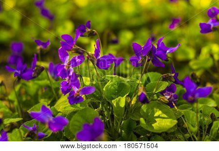 Flowers violets. Wood violets flowers close up. viola odorata