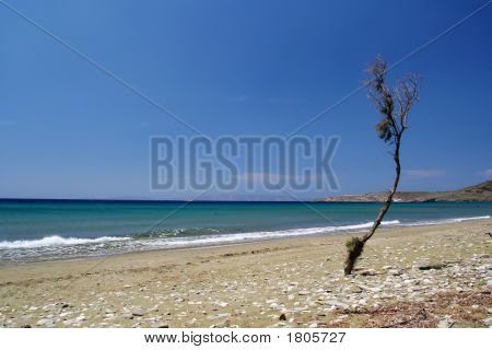 Yoğun ağaçlı yalnız Beach