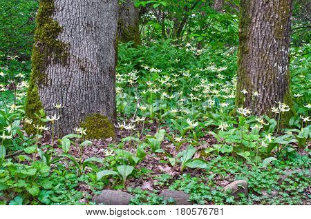 Trees in forest with meadow of Fawn Lily flowers in horizontal position