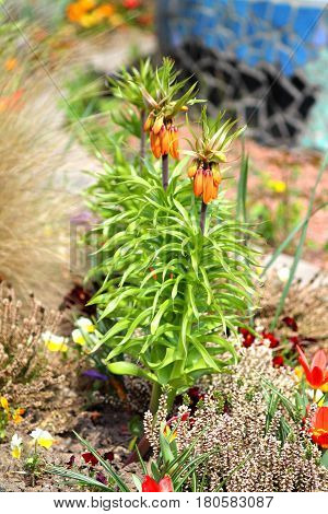 Orange crown imperial lily flowers (fritiallaria imperialis) blooming in park in germany. Shallow focus background.