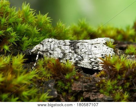 white moth resting on green moss