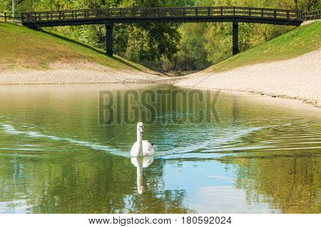 Swan on Bundek lake in Zagreb, Croatia, in spring, blurred background
