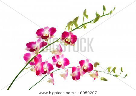Due steli di belle orchidee magenta orientali, con un sacco di nuovi germogli non aperti.