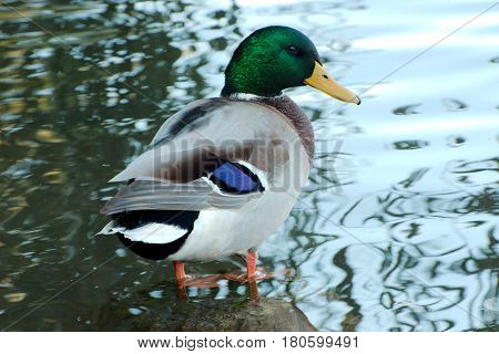 SIngle duck at edge of water in a lake
