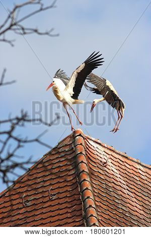 two storks fight on a roof ridge wings stretched out