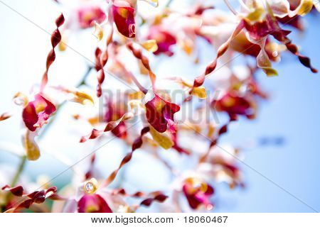 Closeup di orchidee esotiche con petali a spirale.