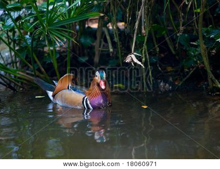Kachnička mandarinská (Aix galericulata) plavání klidně v mělkém rybníce.