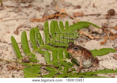 A close up of an Eastern Spadefoot Toad
