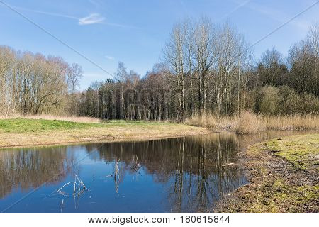 Dutch woodland with bare trees mirroring in lake in early springtime