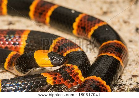 A close up of an Eastern Coral Snake
