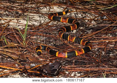 An Eastern Coral Snake in the sand hills of Florida.