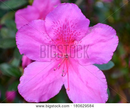 Genus Rhododendron, Azalea Springtime bloom, Beautiful springtime.