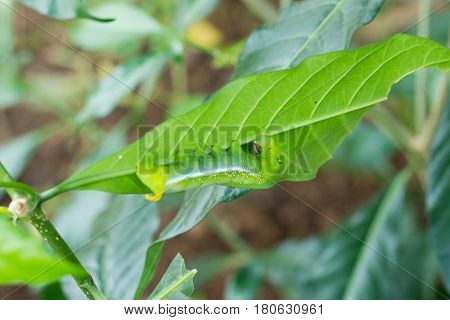 Caterpillar Green Eating