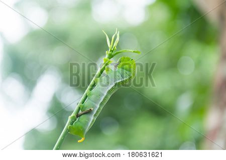 Caterpillar Green Eating