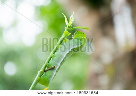Caterpillar Green Eating