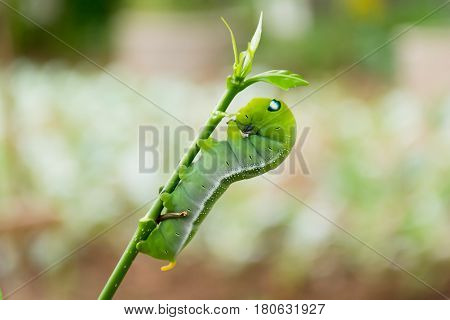 Caterpillar Green Eating