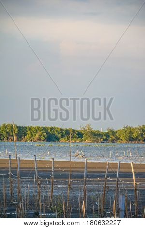 The forest in the sea at Samut sakhon, Thailand.