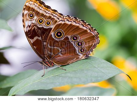 Blue Morpho Butterfly resting. Here you can see the outer wing pattern of round rings or eyes that sometimes confuses it with the owl butterfly.