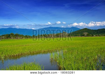 Campo d'oro di pianta giovane padi stravaccato contro la gamma collinare del Monte Kinabalu, Sabah Ma