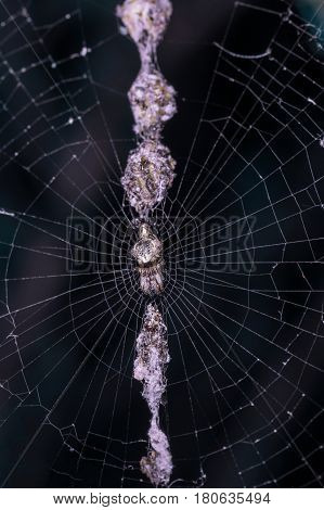 Cyclosa Turbinata Spider. Cyclosa Is A Spider Genus In The Family Araneidae. Spiders Of The Genus Cy
