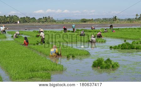 Rice field preparation, Davao Oriental, Philippines
Farm workers prepare the rice seedlings for planting in rice fields in Banaybanay, Davao Oriental Philippines